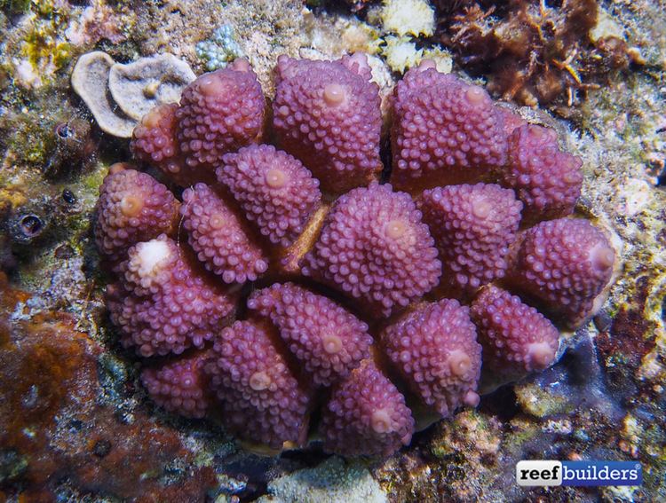 Acropora globiceps Shallow water Acropora globiceps looks like living crystals