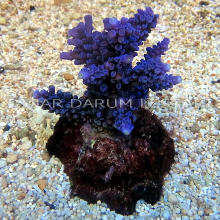 Acropora grandis Acropora grandis Images Video Information