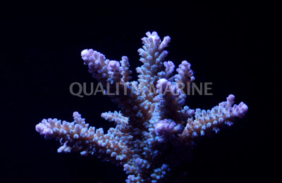 Acropora grandis A grandis Acropora grandis Wild Corals SPS Quality Marine