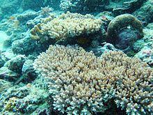 Acropora granulosa httpsuploadwikimediaorgwikipediacommonsthu