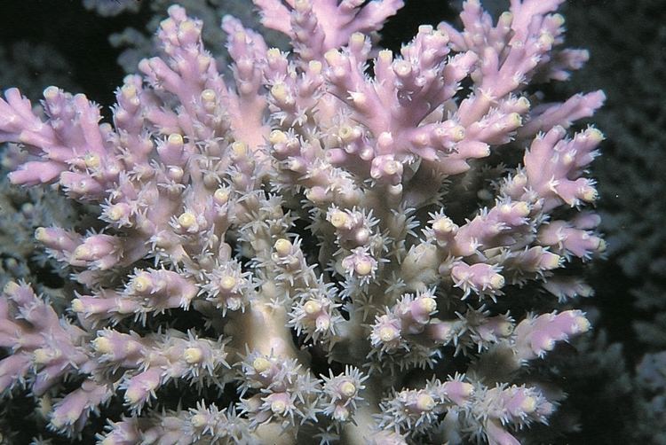 Acropora horrida Acropora horrida Corals of the World Photos maps and information