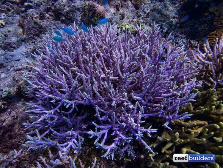 Acropora horrida Acropora horrida wows us with a green tip version acropora