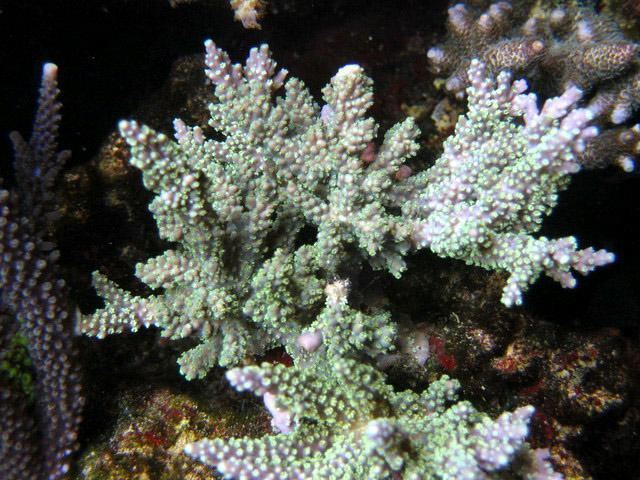 Acropora horrida Acropora Horrida zeovitcom