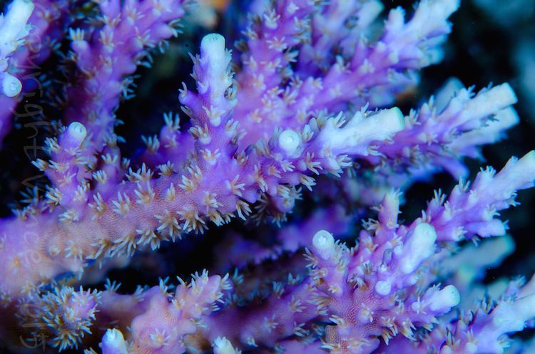 Acropora horrida Acropora horrida wows us with a green tip version acropora