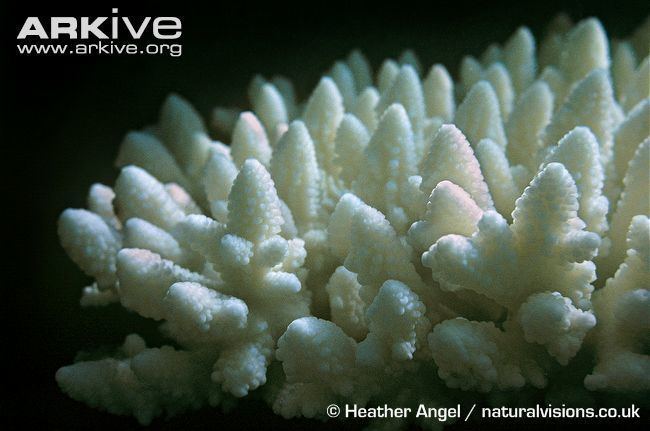 Acropora humilis Staghorn coral videos photos and facts Acropora humilis ARKive