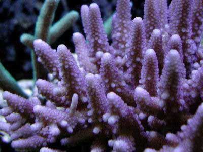 Acropora humilis Finger Staghorn Coral Acropora humilis Cluster Coral Information