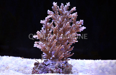 Acropora jacquelineae A jacquelineae Acropora jacquelineae Aquacultured Corals SPS
