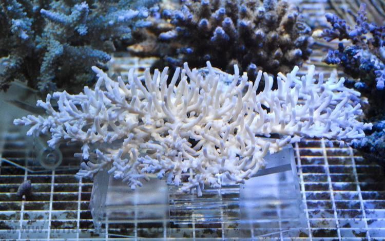 Acropora jacquelineae What is a coral Acropora jacquelineae Table Acro