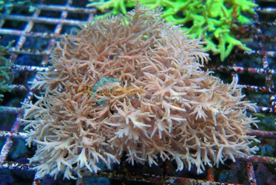 Acropora jacquelineae SPS Coral Acropora sp Golden Marindo Marine Fish and Live Corals