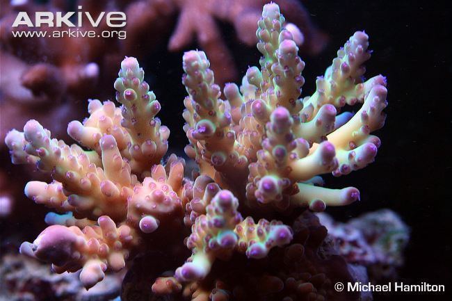 Acropora loripes Acropora photo Acropora loripes G97363 ARKive