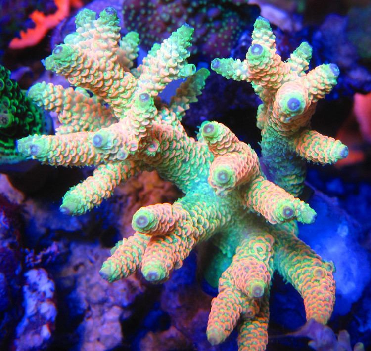 Acropora millepora 1000 images about CoralAcropora millepora on Pinterest Shopping