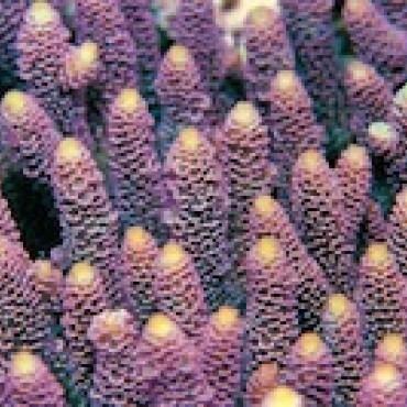 Acropora millepora Genome The Elizabeth H and James S McDonnell III Genome