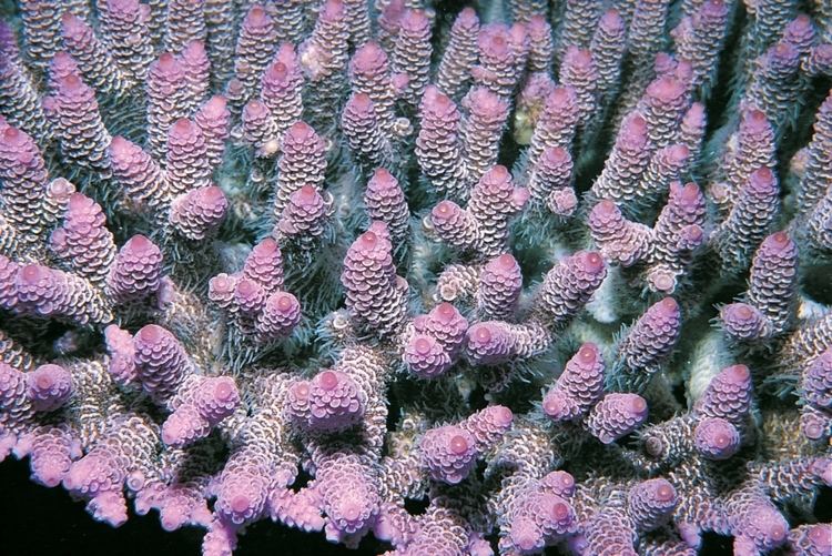 Acropora millepora - Alchetron, The Free Social Encyclopedia