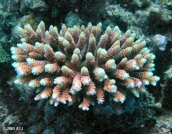 Acropora millepora Acropora millepora