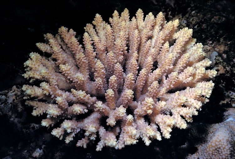 Acropora nasuta Acropora nasuta Corals of the World Photos maps and information