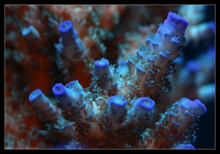 Acropora pulchra - Alchetron, The Free Social Encyclopedia