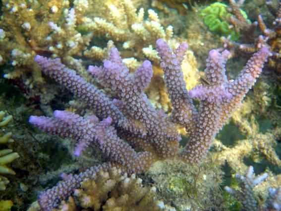 Acropora pulchra - Alchetron, The Free Social Encyclopedia