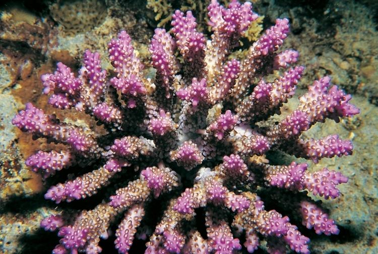 Acropora secale Acropora secale Corals of the World Photos maps and information