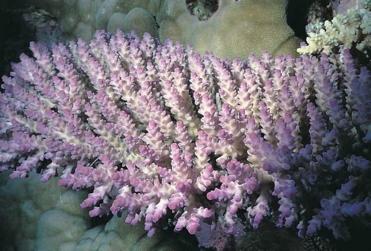 Acropora tenuis Acropora tenuis Corals of the World Photos maps and information