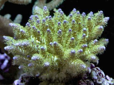 Acropora tenuis Purple Tipped Acropora Acropora tenuis Acropora Coral Information
