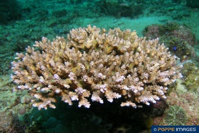 Acroporidae Corals ACROPORIDAE Acropora appressa Marine Iconography of the
