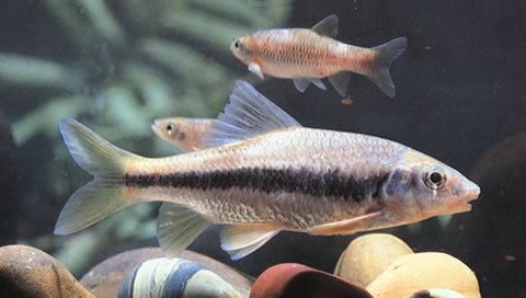 Acrossocheilus Fish Identification