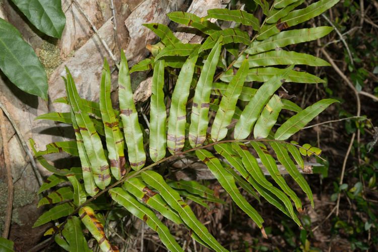 Acrostichum Acrostichum danaeifolium Giant Leather Fern