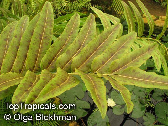 Acrostichum Acrostichum aureum Piai Raya Golden Leather Fern Mangrove Fern