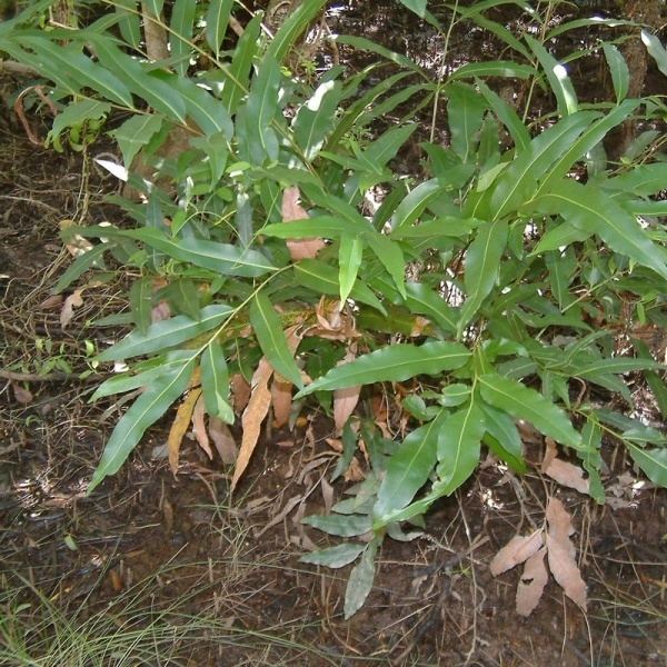 Acrostichum speciosum Acrostichum speciosum Noosa39s Native Plants