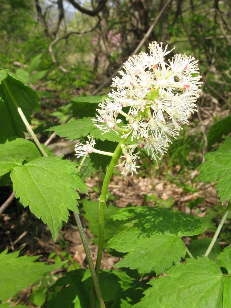 Actaea asiatica httpsuploadwikimediaorgwikipediacommonsthu