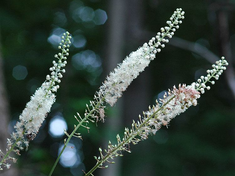 Actaea racemosa cimicifugaracemosajpg