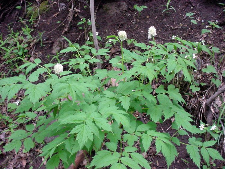 Actaea rubra Vascular Plants of the Gila Wilderness Actaea rubra subsp arguta