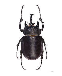 Actaeon beetle httpsuploadwikimediaorgwikipediacommonsthu