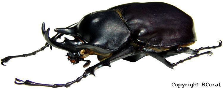 Actaeon beetle InsectaCulture Megasoma actaeon Photos
