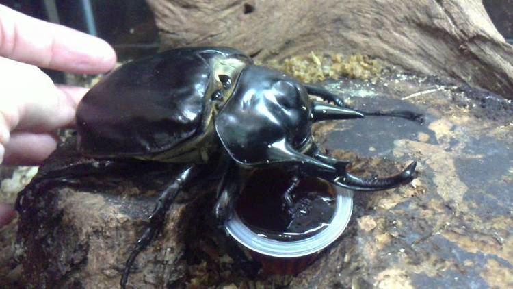 Actaeon beetle HD Megasoma actaeon love Beetle Jelly from Kingdom of Beetle Taiwan