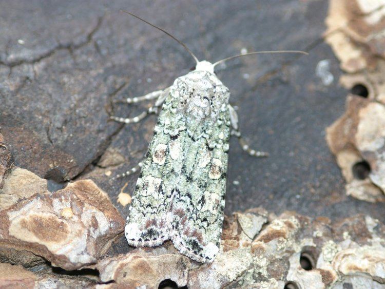 Actebia praecox Portland Moth Actebia praecox Norfolk Moths The macro and