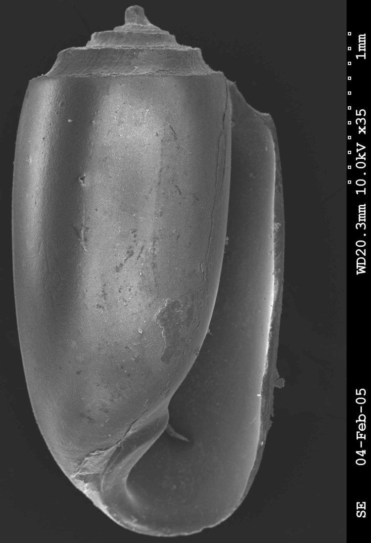 Acteocina opisthobranchiamyspeciesinfositesopisthobranch