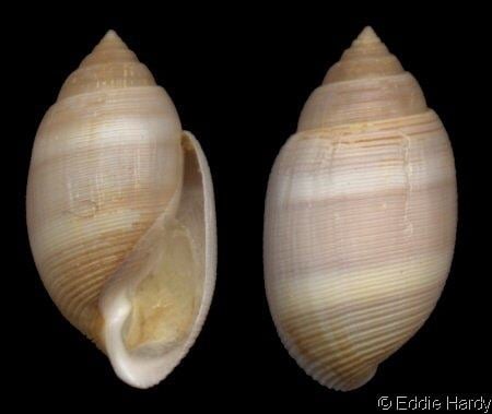 Acteon (gastropod) wwwgastropodscomShellImagesABActeontornati