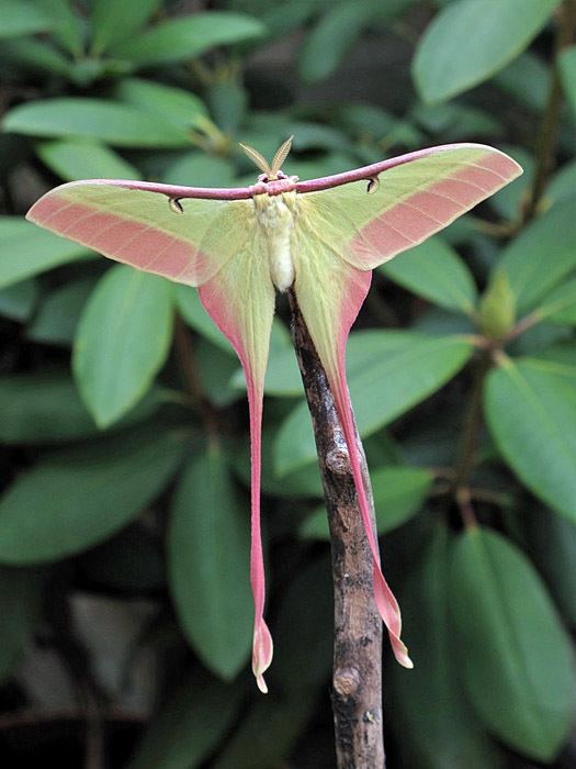 Actias World of Silkmoths