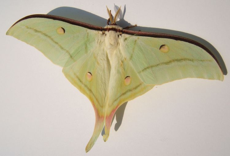 Actias Actias selene Wikiwand