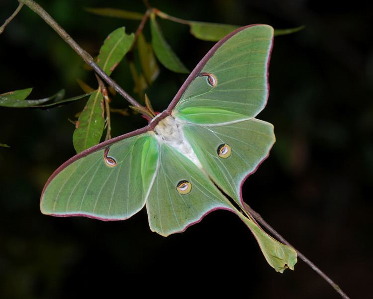 Actias Actias luna Linnaeus 1758 Checklist View