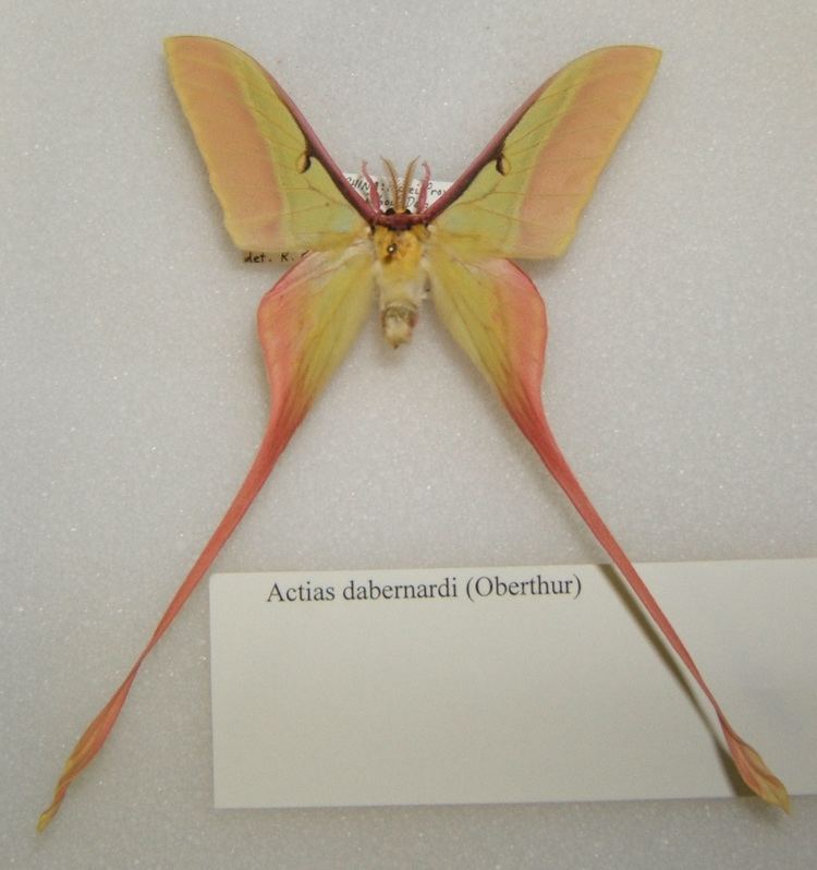 Actias dubernardi Actias dubernardi Wikipedia