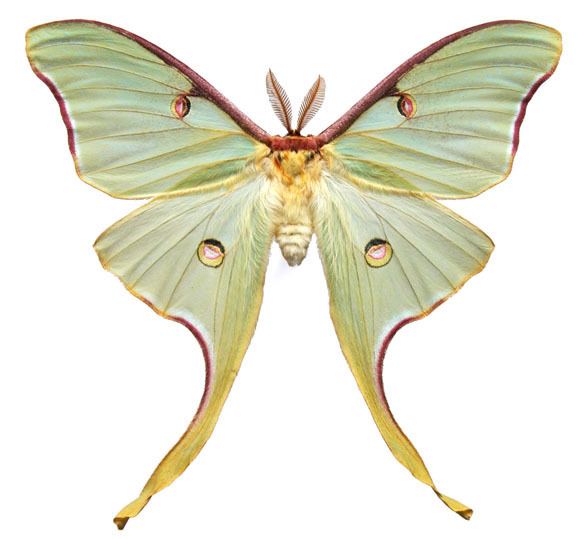 Actias Actias luna Male