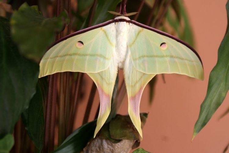 Actias selene Rare Species Of Indian Moon Moth Spotted In Trichy India39s Endangered