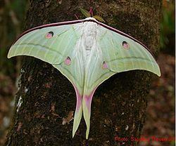 Actias selene httpsuploadwikimediaorgwikipediacommonsthu