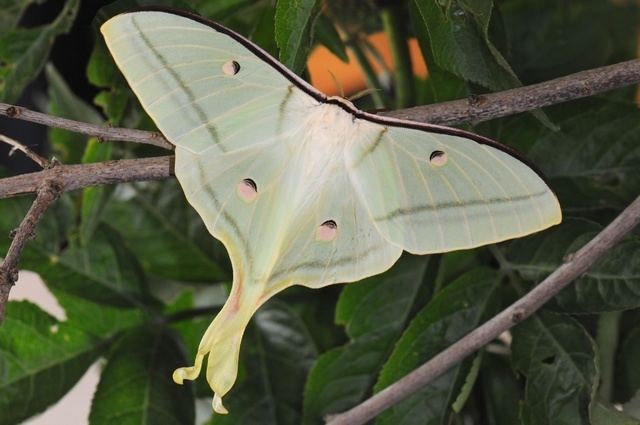 Actias selene Indian Moon Moth Indian Luna Moth Actias selene Biopix photo