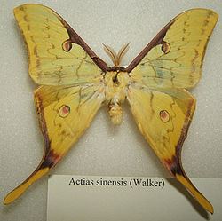 Actias sinensis httpsuploadwikimediaorgwikipediacommonsthu