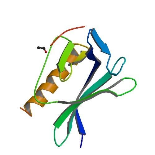 Actin assembly-inducing protein