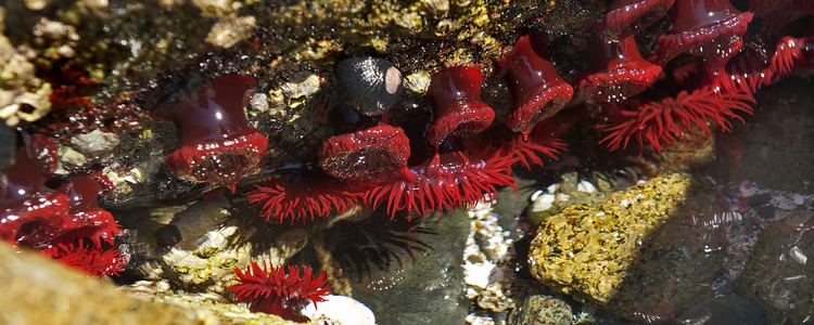 Actinia tenebrosa Waratah Anemone Actinia tenebrosa Montague Island Nature Flickr