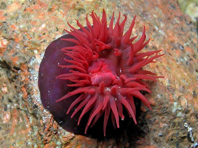 Actinia tenebrosa Marine Fish Picture Gallery Waratah Anemone picture